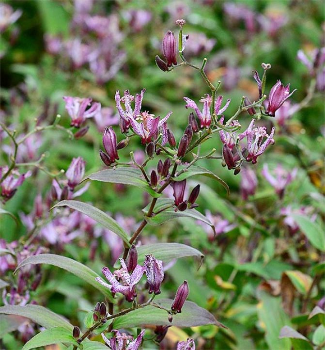 Tricyrtis marcopoda