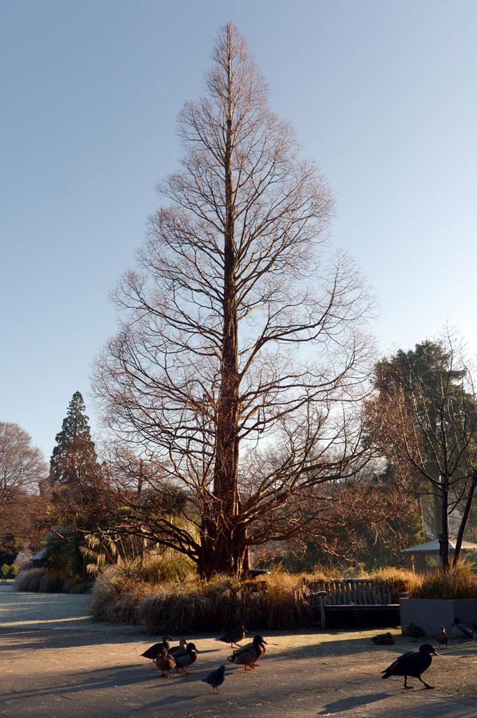 Metasequoia glyptostroboides