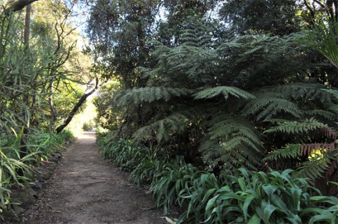 Evergreen border