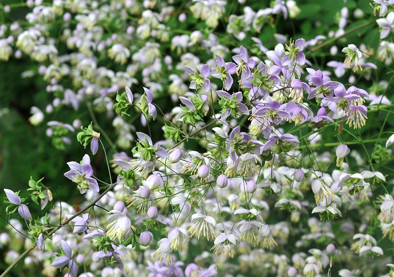 Thalictrum delavayi