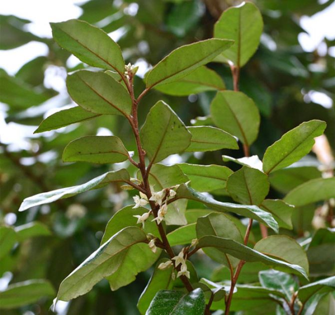 Elaeagnus ×ebbgingei