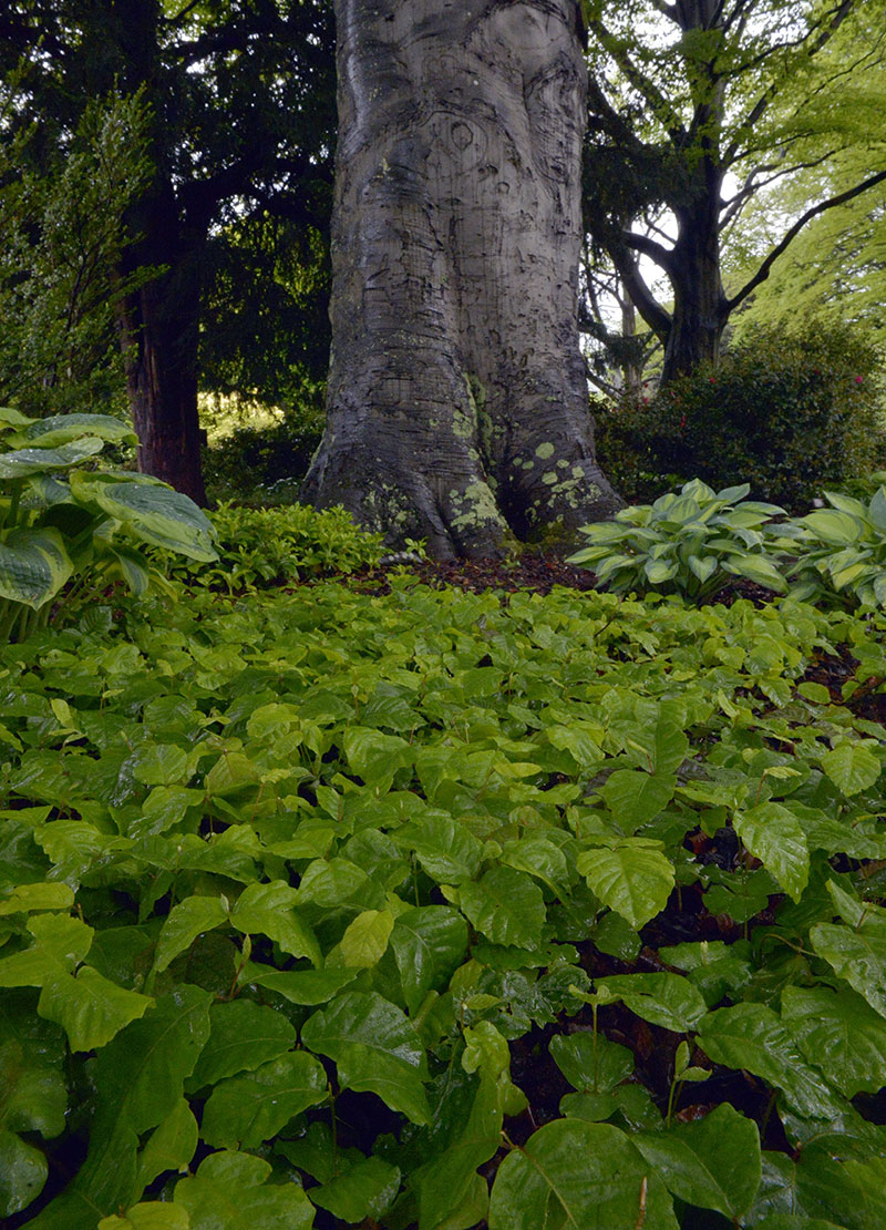 Fagus sylvatica