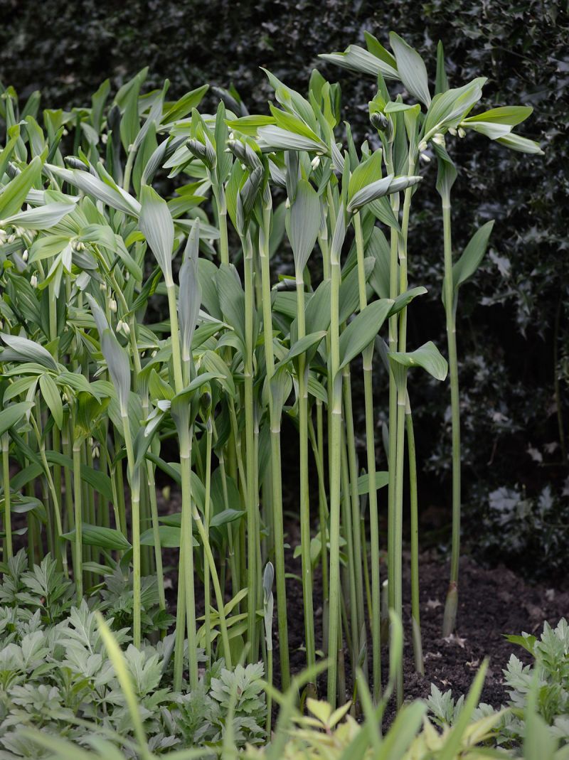 Polygonatum multiflorum