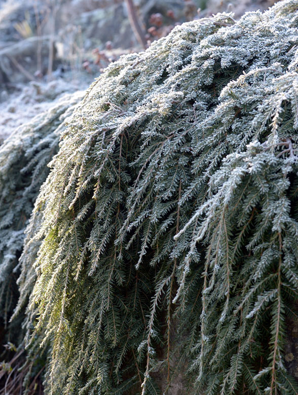 Tsuga canadensis
