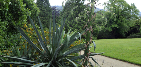 Furcraea parmentieri.