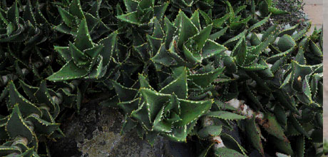 Succulent plants