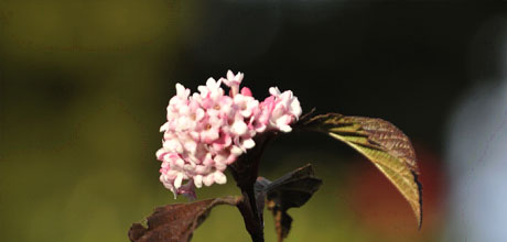 Viburnum
