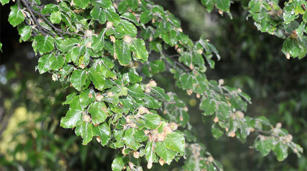 Fagus sylvatica