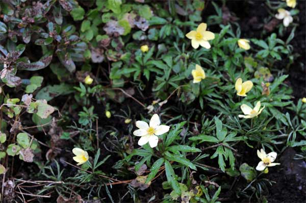 Anemone x lipsiensis