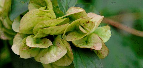 Dipelta Floribunda.