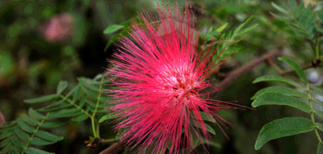 Calliandra