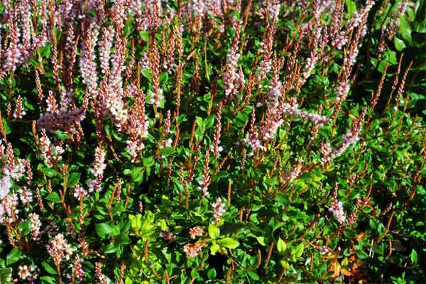 Polygonum vacciniifolium