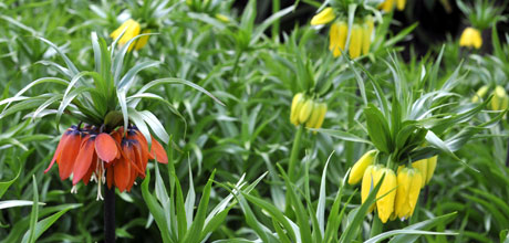 Fritillaria imperialis.