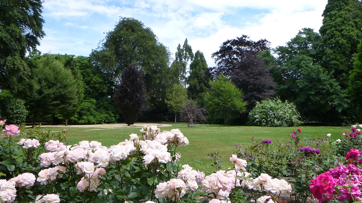Rose to Specimen Trees.