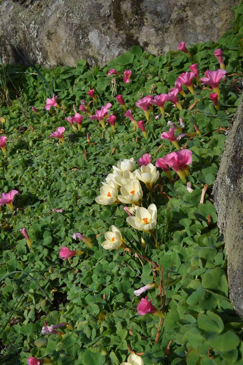 Oxalis purpurea and Crocus chrysanthus