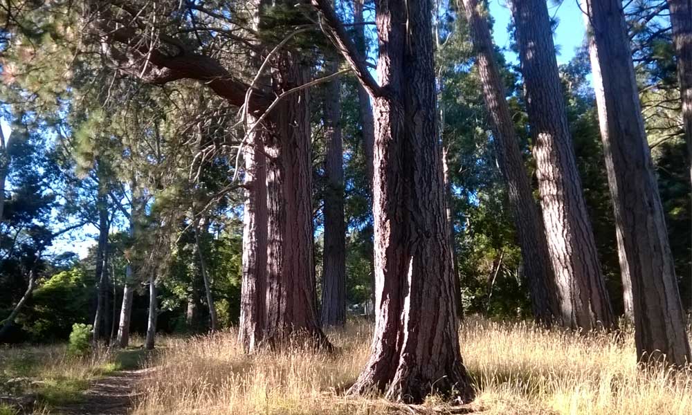 Arboretum, below the Aviary
