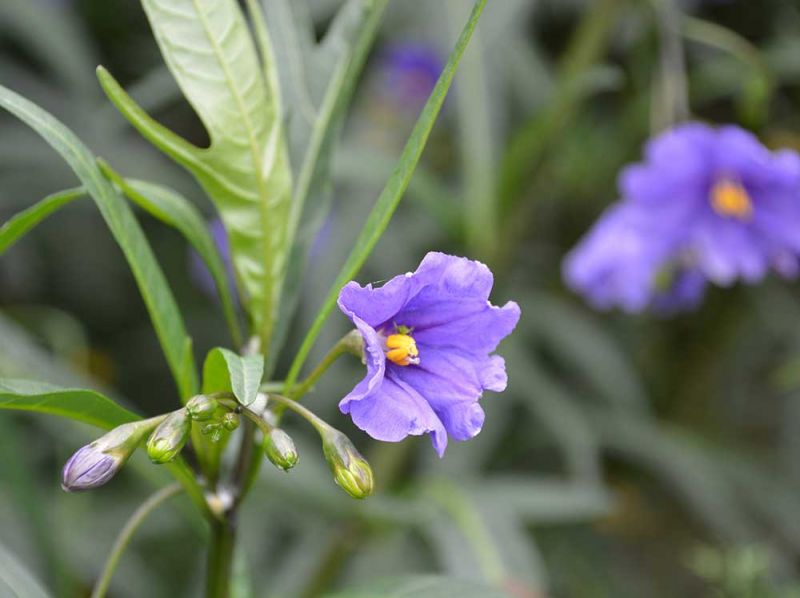 Solanum laciniatum