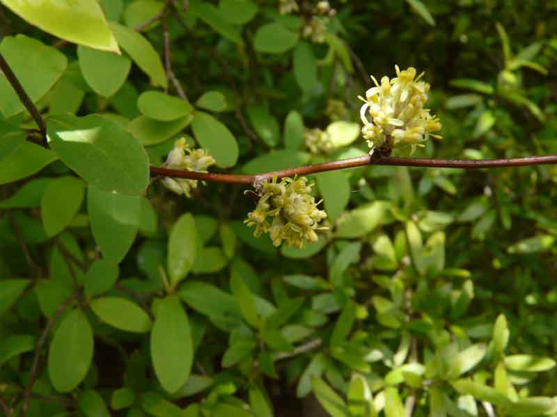 Olearia fragrantissima