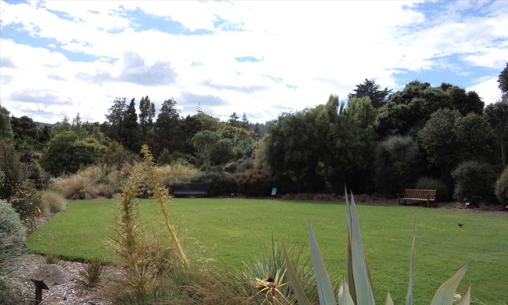 New Zealand Native Lawn, beside Lovelock Avenue
