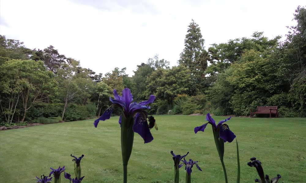 North Asian with Iris (CF)