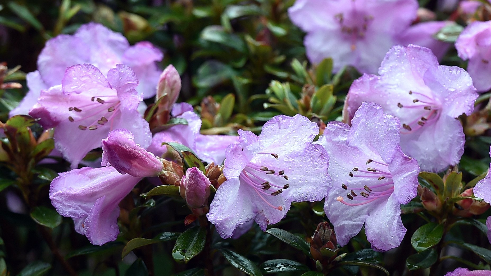 Small Rhododendron has Big Impact | Dunedin Botanic Garden Official Website