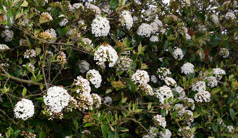 Viburnum x burkwoodii