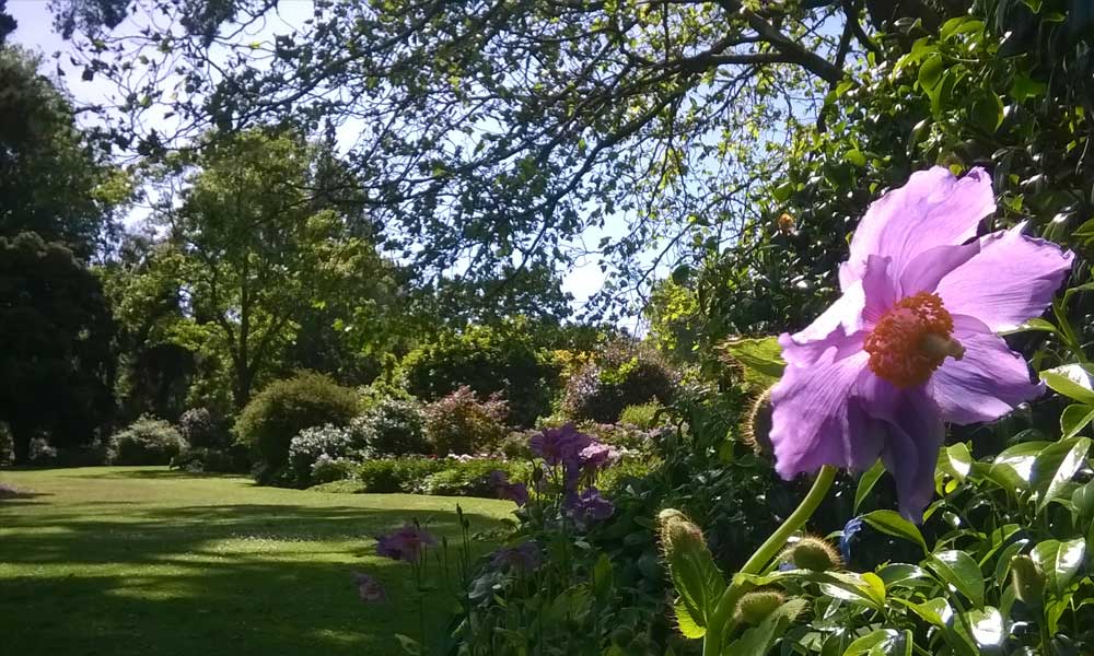 Herb Garden Lawn, behind Information Centre